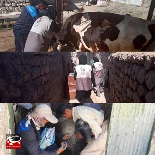 واکسیناسیون ۶۰۰ راس دام سبک وسنگین درمناطق محروم شهرستان لالی