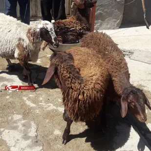 قربانی ۷ راس گوسفند در روستا&zwnj;های بسطام و توزیع گوشت آن بین نیازمندان