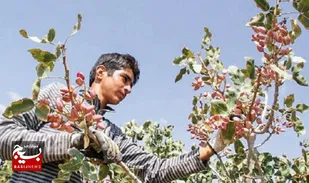 کاهش ۴۵ درصدی عملکرد باغات پسته در خلیل&zwnj;آباد