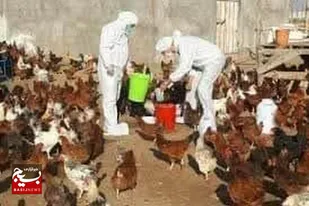 پایان نهمین فاز سراسری واکسیناسیون رایگان بیماری نیوکاسل در طیور بومی استان