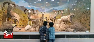 بازدید از موزه حیات وحش استان