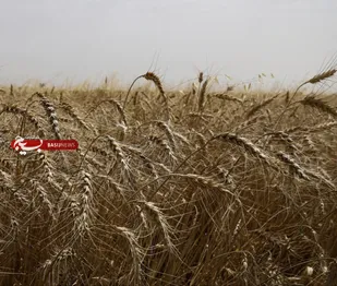 تناوب زراعی، راهبرد کلیدی برای پایداری تولید گندم در خوزستان
