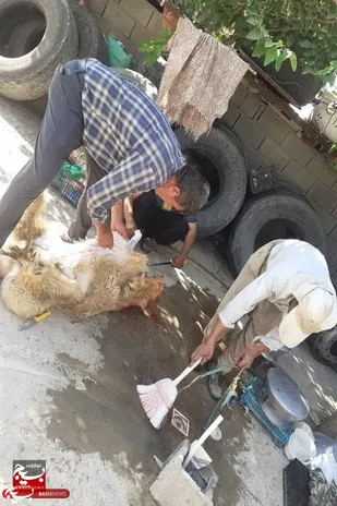 خدمت جهادی این بار از نوع ذبح گوسفند قربانی توسط گروه&zwnj;های جهادی شهرستان ارسنجان