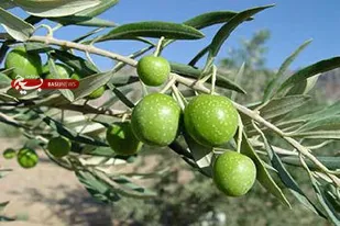رطوبت عامل تشدید کننده آفت در زیتون/ باغداری صنعتی راهکار کنترل آفات زیتون است