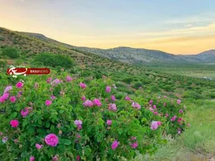ایلام ظرفیت مناسبی برای توسعه کشت گل محمدی دارد