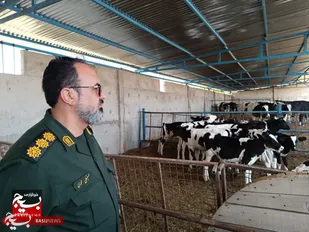 بازدید فرماندار و فرمانده سپاه میامی از واحد پرورش گوساله+عکس