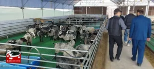 پایدارسازی ۵۷ هزار شغل در بخش کشاورزی خراسان رضوی با مشارکت اقتصادی بسیج