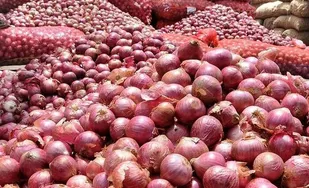 برداشت بیش از ۲۹ هزار پیاز از زمین&zwnj;های کشاورزی شهرستان شاهرود