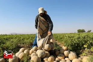 جعفرآباد قطب تولید طالبی کشور