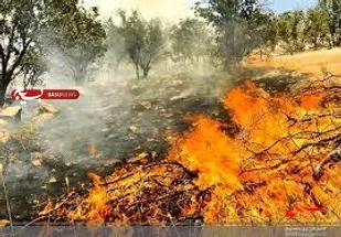 آتش سوزی گسترده در منطقه حفاظت شده خائیز کهگیلویه /  در خواست کمک و امداد رسانی از مسئولان