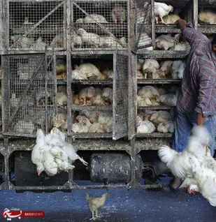 کشف 5 تن طيور فاقد مجوز در شهرستان ابهر