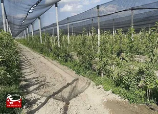 اجرای موفق طرح سایه&zwnj;بان در باغات انگور خلیل&zwnj;آباد
