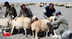 جهاد سلامت در تربت‌جام با ۲۴۰ هزار واکسن دام و تولید ۱۱ هزار تُن گوشت