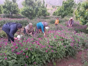 آغاز برداشت گل گاوزبان/ اراضی رجایی&zwnj;دشت قزوین به زیر کشت گیاه آرام&zwnj;بخش رفت