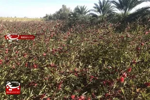 &laquo;دلگان&raquo; قطب تولید چای ترش کشور نیازمند ایجاد صنایع فرآوری