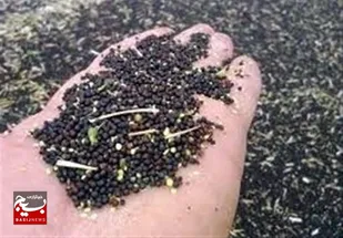 تولید بذر کلزای زمستانی در اردبیل