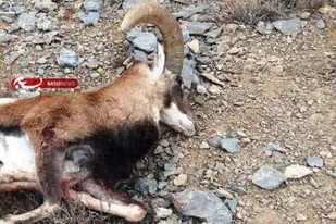 متخلف فروش کله قوچ در فضای مجازی در اسلام&zwnj;آبادغرب شناسایی شد