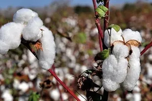 تولید ۳ هزار تن وش پنبه در آذربایجان&zwnj;شرقی؛ خداآفرین قطب تولید پنبه استان