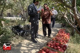 آغاز برداشت نوبرانه انار در شهرستان سرخه