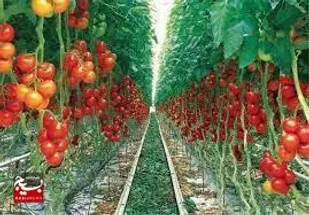 ۲۴ هزار تن محصولات گلخانه&zwnj;ای از استان اردبیل صادر شد
