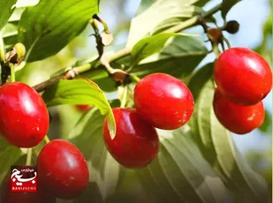 برداشت زغال اخته از باغات استان قزوین آغاز شد/پیش&zwnj;بینی برداشت ۴۲۰۰ تُن محصول