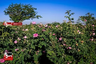 ۳۰۰ تن گل محمدی در سیستان و بلوچستان برداشت شد