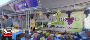 رویان میزبان جشن شکرانه انگور و رونمایی از کتاب &laquo;رویان؛ جامعه و فرهنگ&raquo;