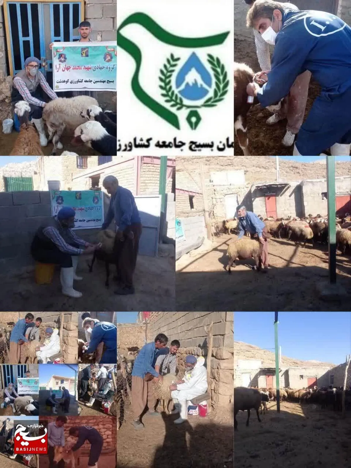 واکسیناسیون ۱۲ هزار رأس دام در رزمایش سه‌روزه جهادی کوهدشت