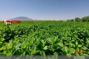 سبزی معطر خاش بر سر سفره های افطاری مردم سیستان و بلوچستان