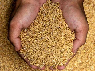 خرید گندم در استان قزوین از مرز 200 هزار تن گذشت