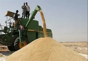 افزایش خرید تضمینی گندم در کردستان به ۱۵۰ هزار تُن