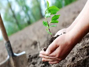 کاشت ۷۳ میلیون هکتار&nbsp;نهال در عرصه&zwnj;های کشور
