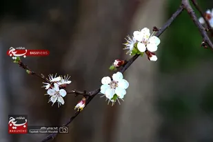 شکوفه&zwnj;های بهاری در همدان