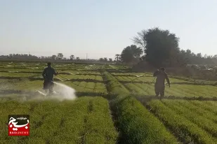 مبازره شیمیایی با کرم برگخوارپاییزه در مزارع گندم منطقه هوراپ بمپور