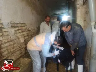 رزمایش امنیت غذایی در ازنا؛ واکسیناسیون ۱۱۰۰ رأس دام و اهدا ۵۰۰ دز واکسن نیوکاسل