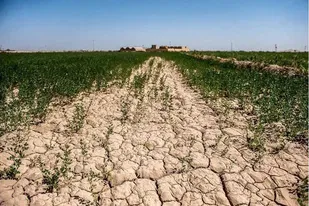 ۴۰ هزار هکتار از اراضی کشاورزی کبودراهنگ قربانی خشکسالی شد