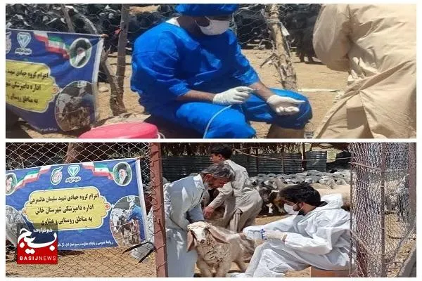 واکسیناسیون جهادی بیش از ۲۳۰۰ رأس دام در مناطق عشایری خاش