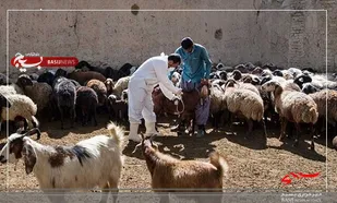 طرح واکسیناسیون دام و طیور برای جلوگیری از طغیان بیماری&zwnj;ها در استان اردبیل اجرا می&zwnj;شود