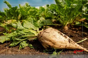 آغاز برداشت چغندرقند در اراضی کشت و صنعت مغان