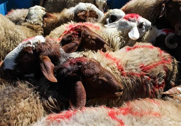 ایجاد ۸۰ پایگاه جمع‌آوری نذورات عید قربان در بوشهر