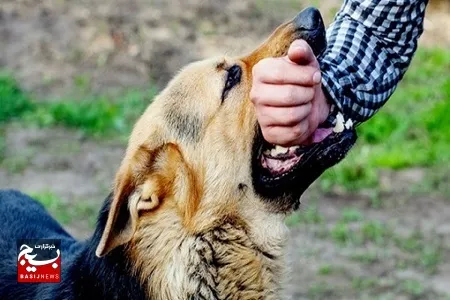 وقوع بیش از ۱۰ هزار حیوان گزیدگی در خوزستان