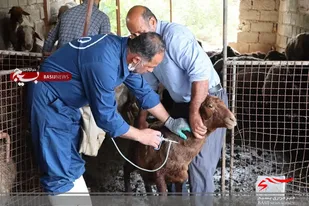 رزمایش جهادی واکسیناسیون دام در فریدونکنار برگزار شد