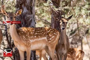 رهاسازی ۱۰ راس گوزن زرد ایرانی در دز