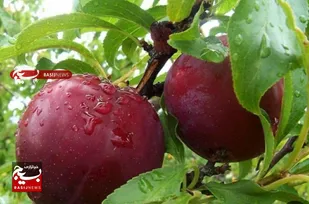 آیا می&zwnj;دانید قطب تولید آلو&zwnj; در خراسان رضوی کجاست؟