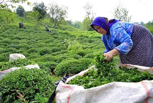سایه سنگین قاچاق آبجوش رنگی طعم دار! بر رونق تولید چای ایرانی