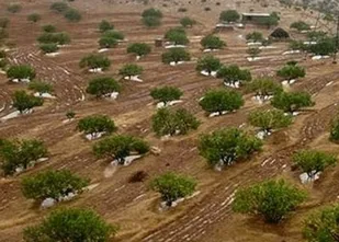 ۱۷ هزار هکتار از اراضی استان ایلام جنگل کاری می&zwnj;شود