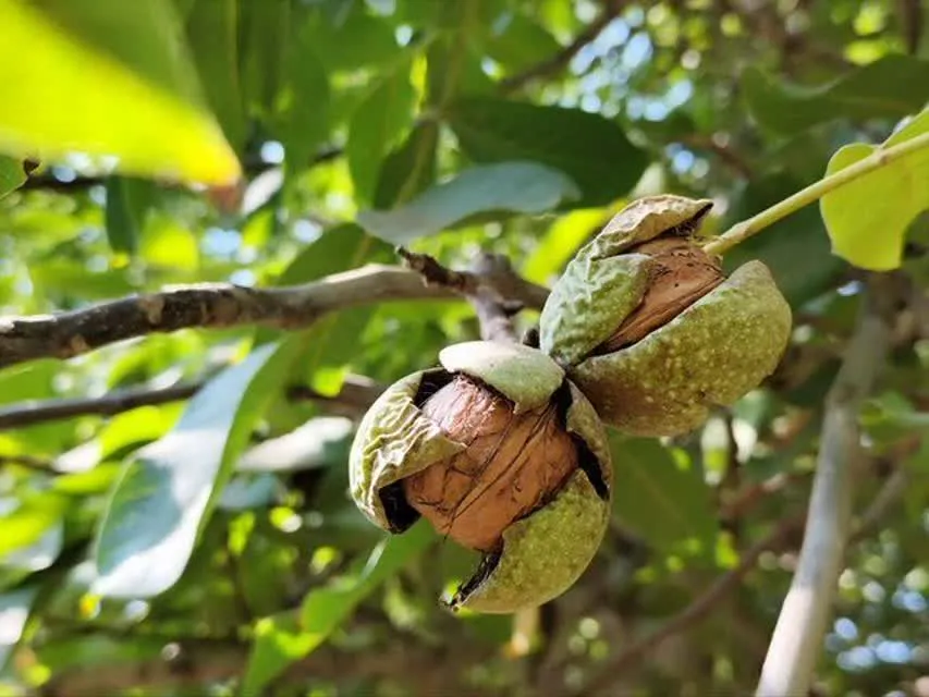 گردو