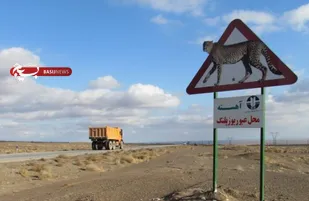 تلف شدن ۱۰ قلاده یوز در شرق استان سمنان/۶ دوربین نظارتی رفت و آمد این گونه ارزشمند را رصد می&zwnj;کند