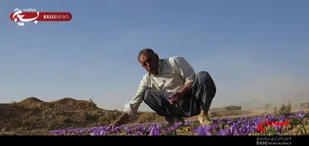 مهمترین درخواست کشاورزان زعفران و زرشک؛ برندسازی زعفران برخوار است