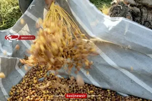 بیشترین میزان سطح زیرکشت خرما در هرمزگان مربوط به شهرستان&zwnj;های میناب، رودان، بندرعباس و سیریک است